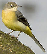 Grey Wagtail