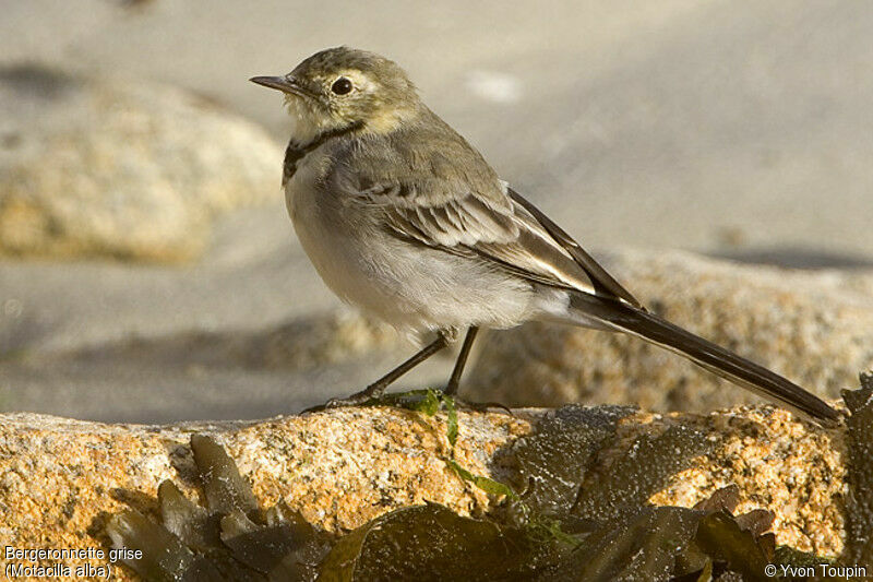 White Wagtailjuvenile