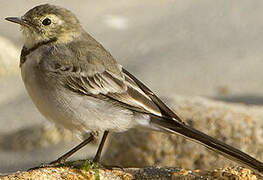 White Wagtail