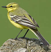 Western Yellow Wagtail