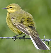 Western Yellow Wagtail