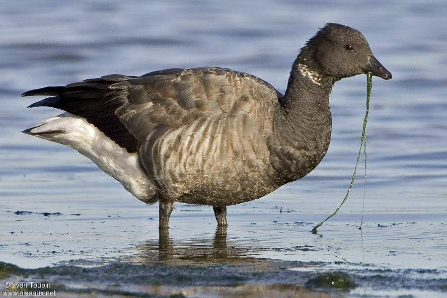 Brant Goose, identification