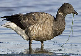 Brant Goose