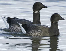 Brant Goose