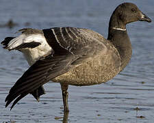 Brant Goose