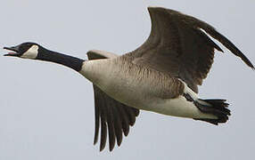 Canada Goose