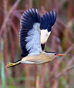 Little Bittern