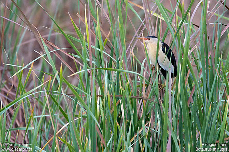 Little Bittern, identification