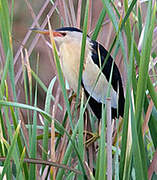 Little Bittern