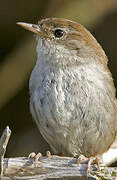 Cetti's Warbler