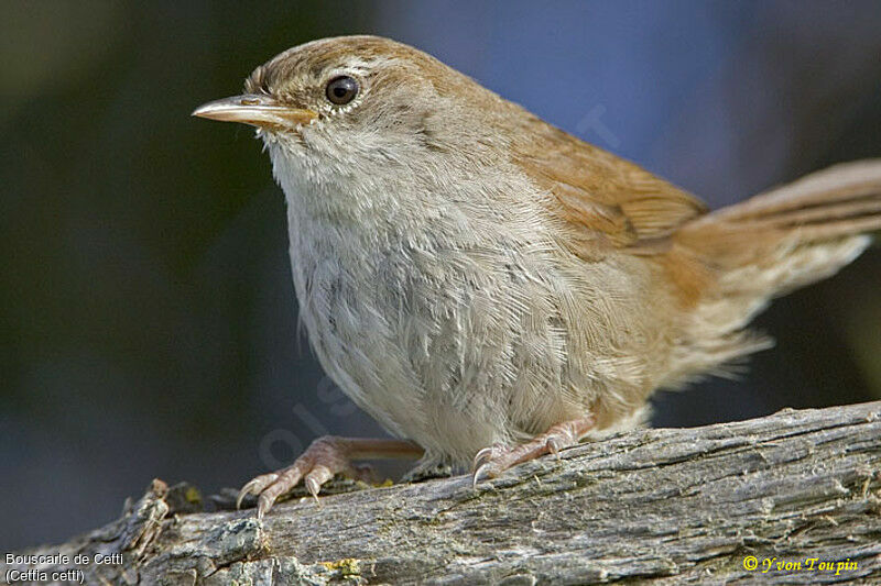 Bouscarle de Cetti, identification