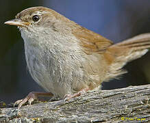 Bouscarle de Cetti