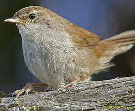 Bouscarle de Cetti