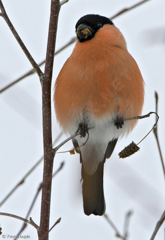 Eurasian Bullfinch male, feeding habits