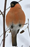 Eurasian Bullfinch