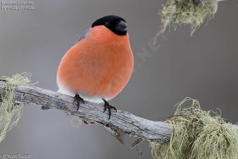 Eurasian Bullfinch male, identification