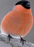 Eurasian Bullfinch