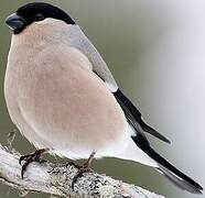 Eurasian Bullfinch