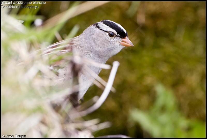 White-crowned Sparrow