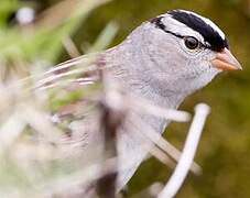 White-crowned Sparrow