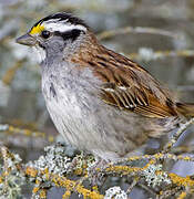 White-throated Sparrow