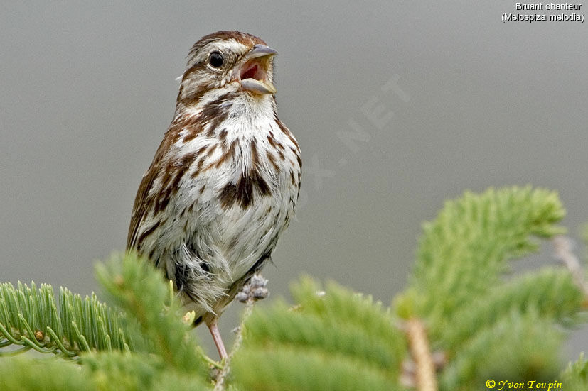 Bruant chanteur, chant