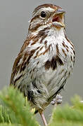 Song Sparrow