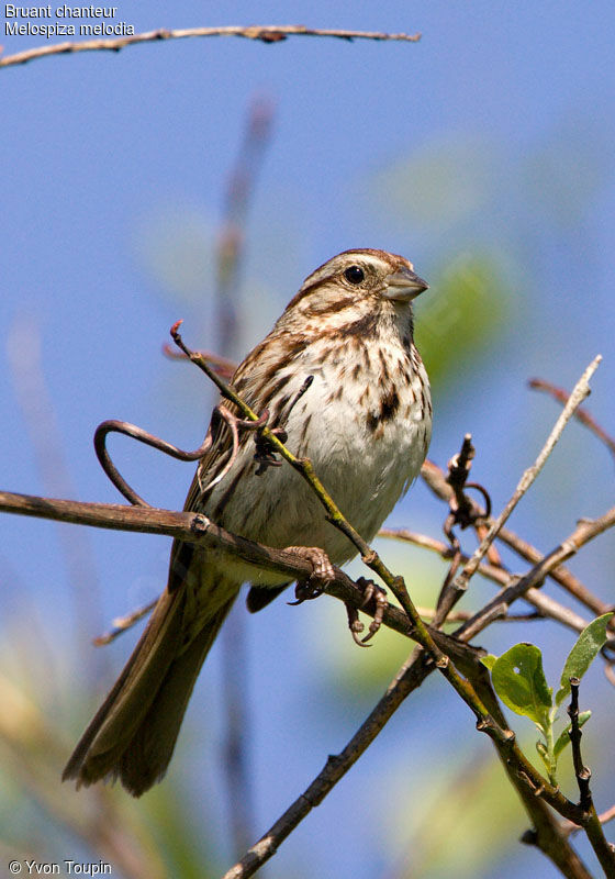 Bruant chanteur, identification