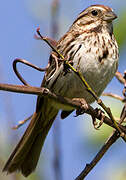 Song Sparrow