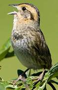 Nelson's Sparrow