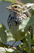 Savannah Sparrow