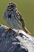 Savannah Sparrow