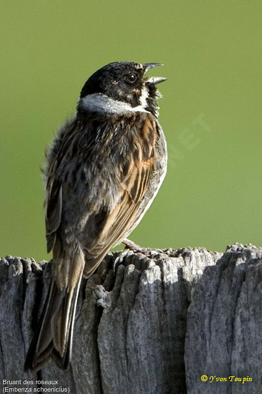 Bruant des roseaux mâle, chant