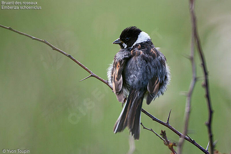 Common Reed Bunting