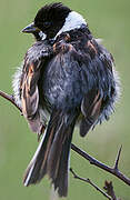 Common Reed Bunting