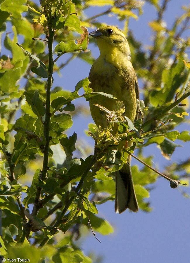 Bruant jaune