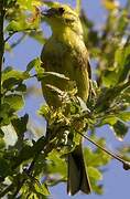 Yellowhammer