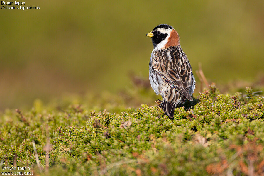 Bruant laponadulte nuptial, identification