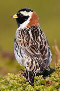 Lapland Longspur