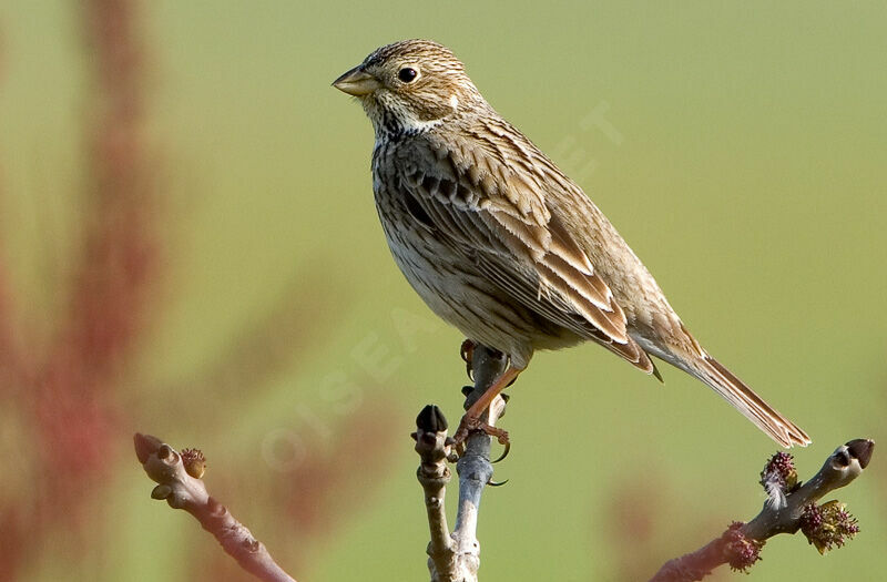 Corn Bunting, identification