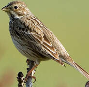 Corn Bunting