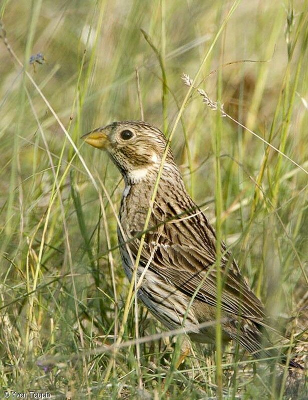 Corn Bunting