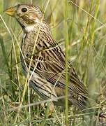 Corn Bunting