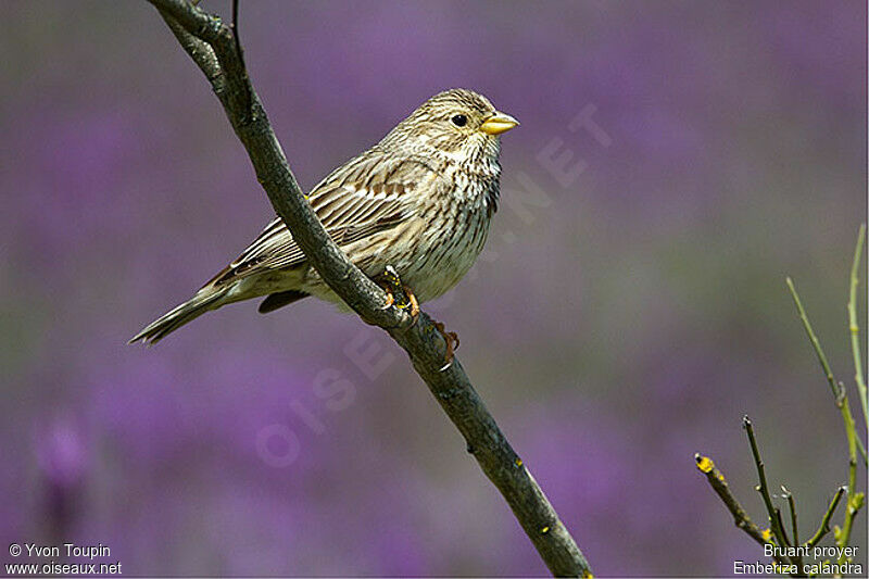 Corn Bunting, identification