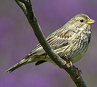 Corn Bunting