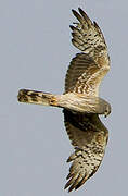 Montagu's Harrier