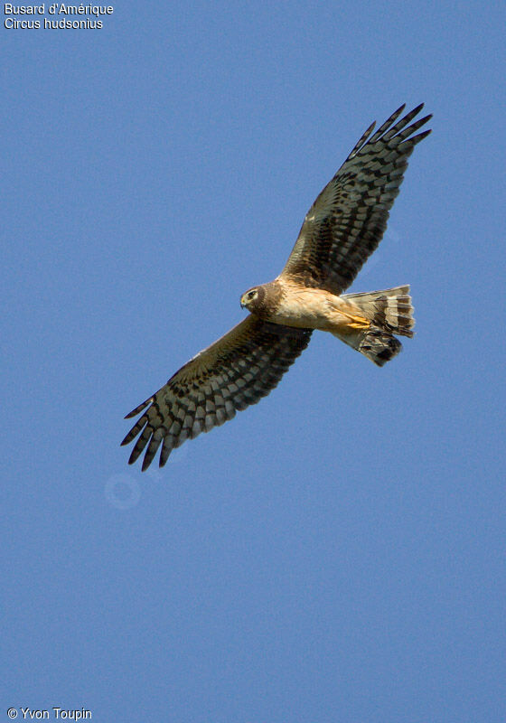 Northern Harrier female adult, Flight