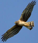 Northern Harrier