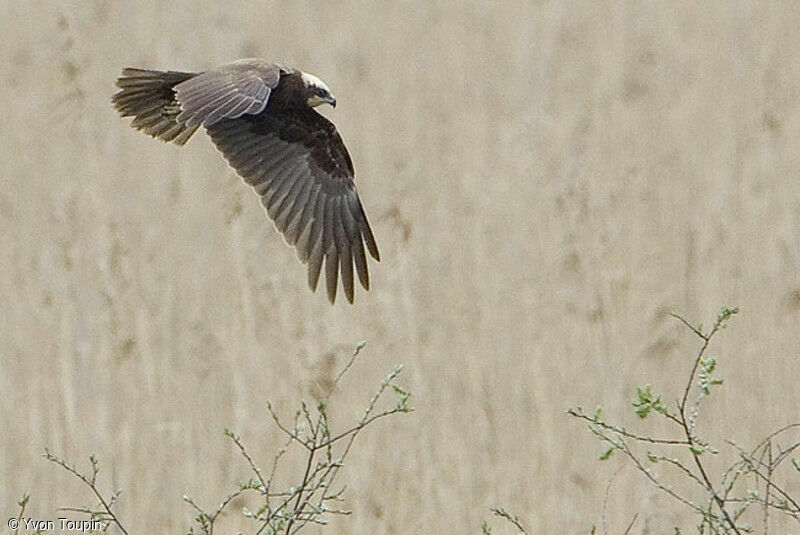 Western Marsh Harrier