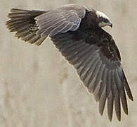 Western Marsh Harrier